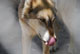 Wolf_80.jpg