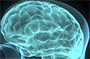 brains_xs.png