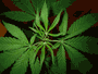 cannabis.gif