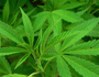 cannabis_xs.png