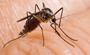 fly_xs.png