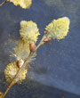 pollen-90px.jpg