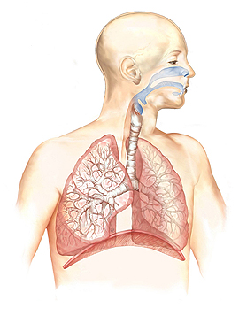 Bakterielle Verarmung des Mikrobioms schwächt das Immunsystem